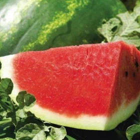 Каристан 5шт/ Элитные Семена