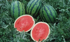 Один 5шт/ Элитные Семена