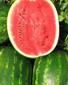 Топ Ган 5шт/ Элитные Семена