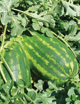 Фарао 5шт/ Элитные Семена