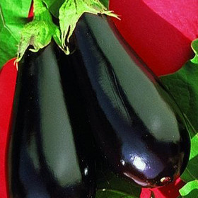 Эпик 10шт/ Элитные Семена