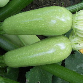 Арал 5шт/ Элитные Семена