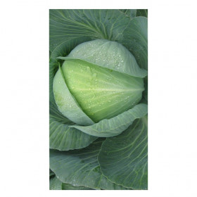 Аммон 10шт/ Элитные Семена