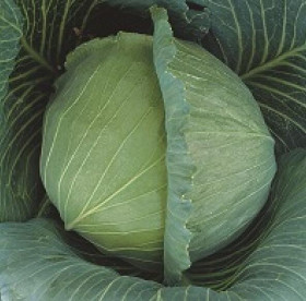 Атрия 10шт/ Элитные Семена