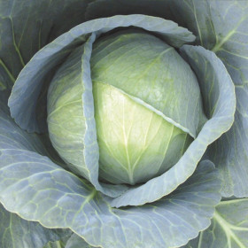 Галакси 10шт/ Элитные Семена