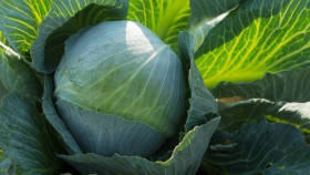 Коля 10шт/ Элитные Семена