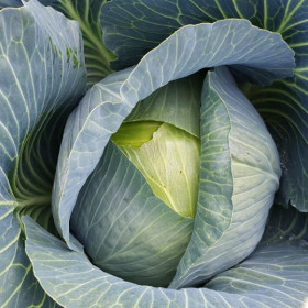 Ларсия 10шт/ Элитные Семена