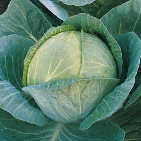 Мегатон 10шт/ Элитные Семена