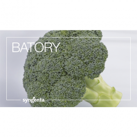 брокколи Батори 25шт/ Элитные Семена