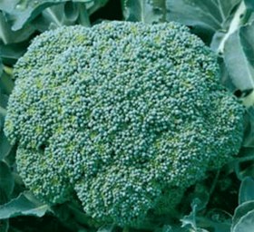 брокколи Лорд 10шт/ Элитные Семена