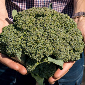 брокколи Маратон 10шт/ Элитные Семена