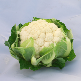 цветная Кабрал 10шт/ Элитные Семена