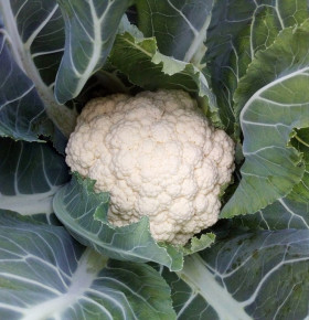 цветная Кул 10шт/ Элитные Семена