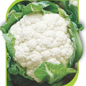 цветная Спейс Стар 15шт/ Элитные Семена