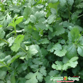 Коммандер 3гр/ Элитные Семена