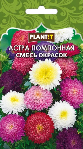 Астра Помпонная смесь окрасок Plantit