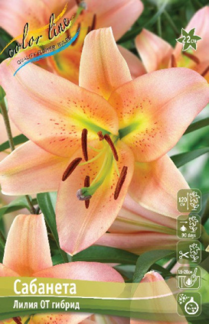 Сабанета 12/14 (ОТ) 5шт