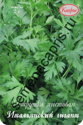 Петрушка листовая Итальянский гигант Каприс