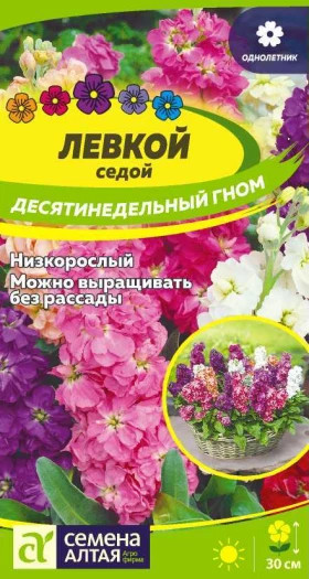 Десятинедельный Гном седой Ц(Алт)