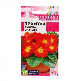 Аккорд Скарлет Ц(Алт)