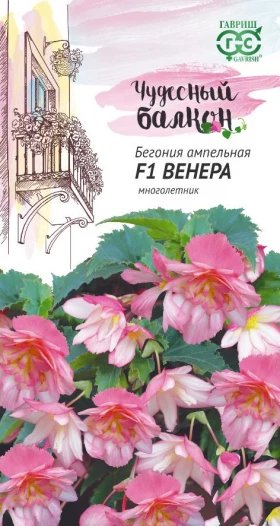 Венера ампельная Ц(Г)