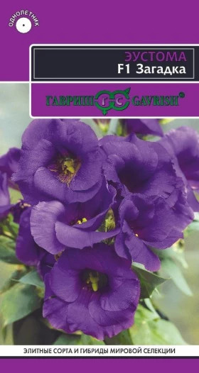 Загадка  Ц(Г)