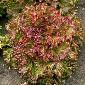 Гурман 1гр. Ц(Поиск)