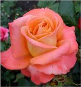 Экзотика (ЗКС) ЖИЛЯК