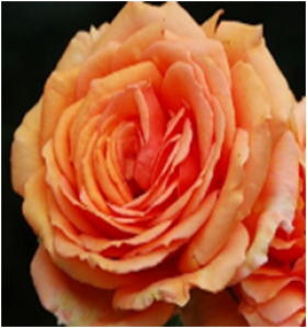 Эльдорадо (ЗКС) ЖИЛЯК