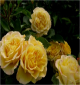 Бернштейн (ЗКС) ЖИЛЯК