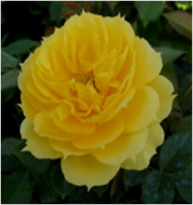 Голд Топаз (ЗКС) ЖИЛЯК