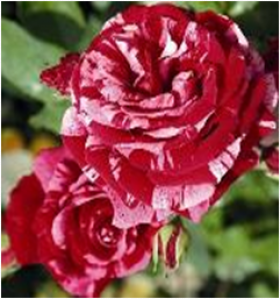 Дип Импрешн (ЗКС) ЖИЛЯК