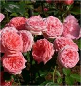 Кимоно (ЗКС) ЖИЛЯК