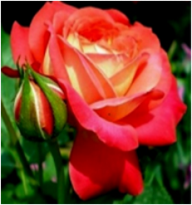 Мидсаммер (ЗКС) ЖИЛЯК