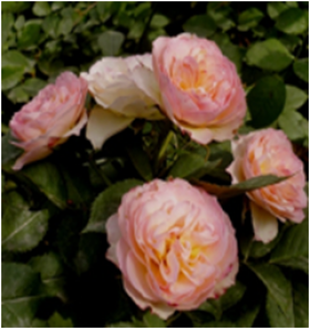 Пастелла (ЗКС) ЖИЛЯК