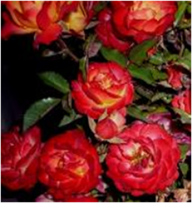 Румба (ЗКС) ЖИЛЯК