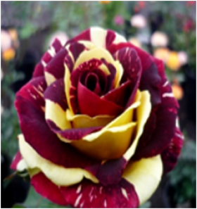 Фокус Покус (ЗКС) ЖИЛЯК