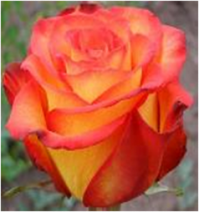 Циркус (ЗКС) ЖИЛЯК