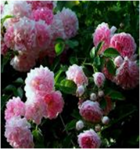 Дороти Перкинс (ЗКС) ЖИЛЯК