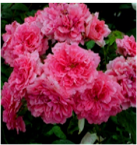 Розариум Ютерсен (ЗКС) ЖИЛЯК