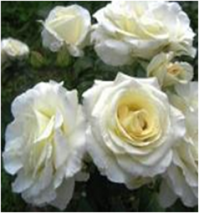 Шнеевальцер (ЗКС) ЖИЛЯК