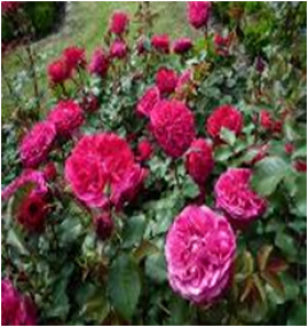 Луис Одьер (ЗКС) ЖИЛЯК