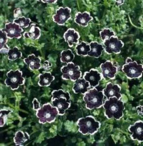 Темная вуаль Ц(А)