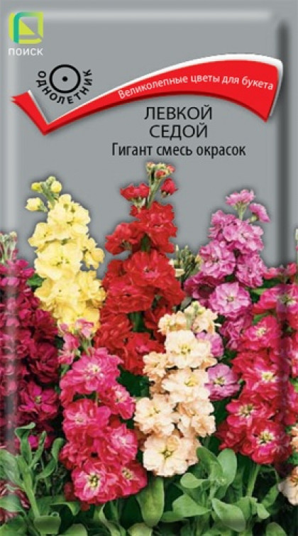 Седой Гигант Ц(Поиск)