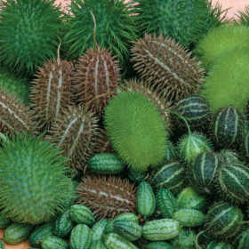 Секрет 0,1 гр.Ц(Поиск)