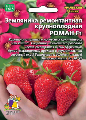 Роман ремонтантная Ц(УД) б/ф