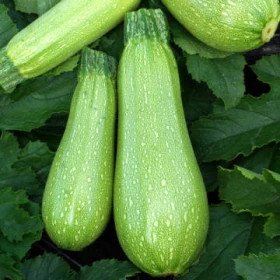 Кавили Ц(Поиск) 5шт