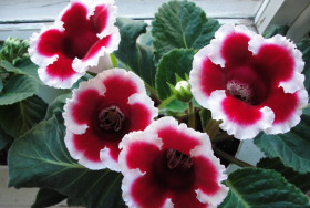 Кайзер Фридрих 2шт