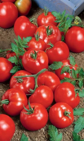 Толстой Ц(УД)