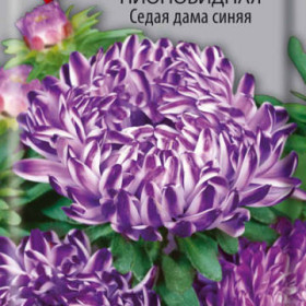 Седая Дама пионовидная синяя Ц/Поиск